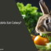 Can Rabbits Eat Celery