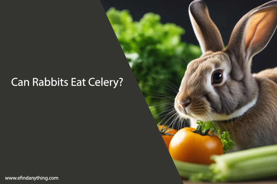 Can Rabbits Eat Celery