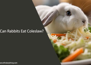 Can Rabbits Eat Coleslaw