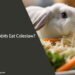Can Rabbits Eat Coleslaw