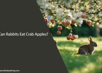 Can Rabbits Eat Crab Apples