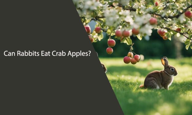 Can Rabbits Eat Crab Apples?