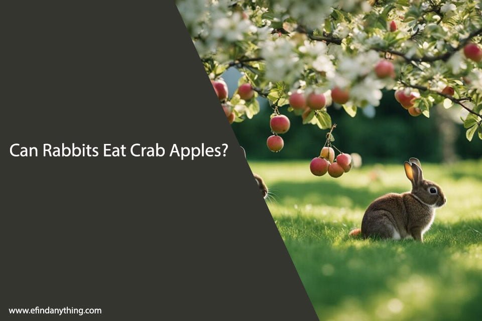 Can Rabbits Eat Crab Apples
