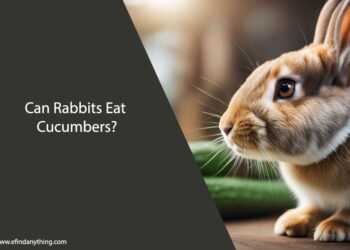 Can Rabbits Eat Cucumbers