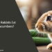 Can Rabbits Eat Cucumbers