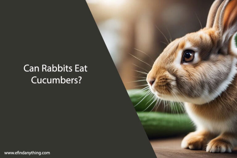 Can Rabbits Eat Cucumbers