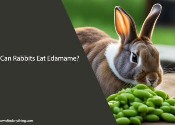 Can Rabbits Eat Edamame