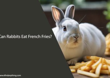 Can Rabbits Eat French Fries