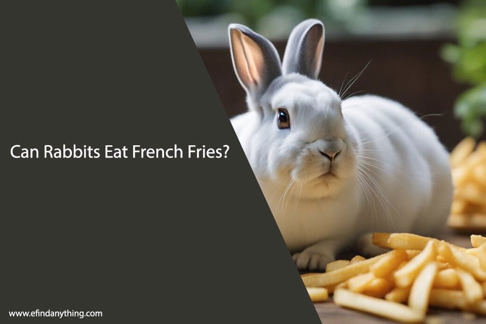 Can Rabbits Eat French Fries