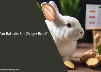 Can Rabbits Eat Ginger Root