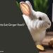 Can Rabbits Eat Ginger Root