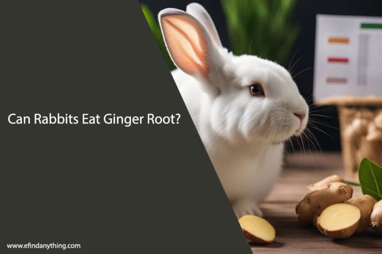 Can Rabbits Eat Ginger Root