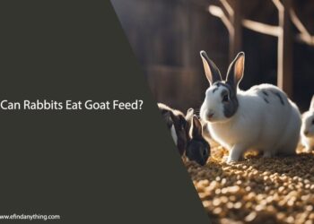 Can Rabbits Eat Goat Feed