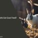 Can Rabbits Eat Goat Feed