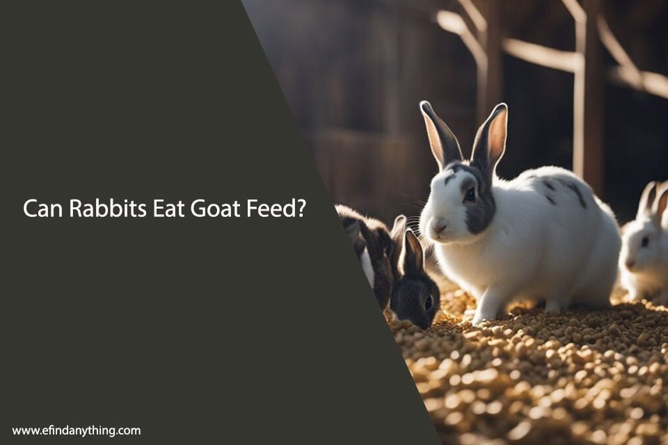 Can Rabbits Eat Goat Feed