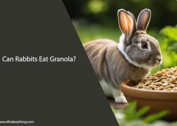 Can Rabbits Eat Granola