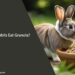 Can Rabbits Eat Granola