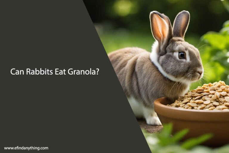 Can Rabbits Eat Granola