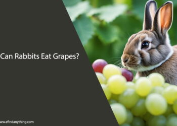 Can Rabbits Eat Grapes