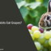 Can Rabbits Eat Grapes