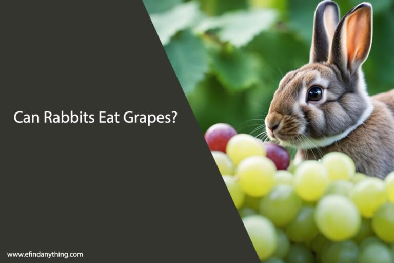 Can Rabbits Eat Grapes