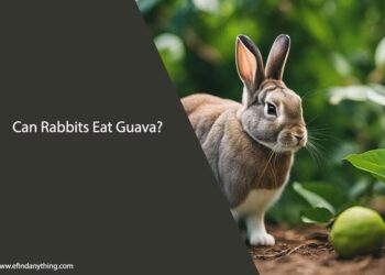 Can Rabbits Eat Guava
