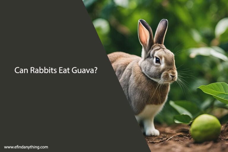 Can Rabbits Eat Guava