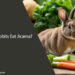 Can Rabbits Eat Jicama