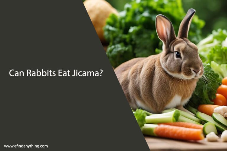 Can Rabbits Eat Jicama