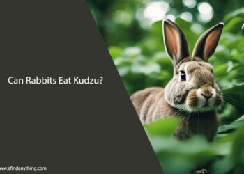 Can Rabbits Eat Kudzu