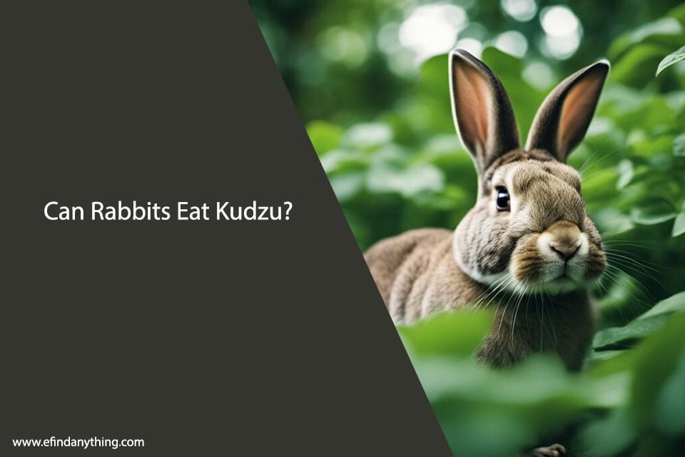 Can Rabbits Eat Kudzu