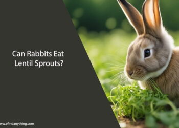 Can Rabbits Eat Lentil Sprouts