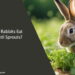 Can Rabbits Eat Lentil Sprouts