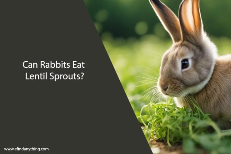 Can Rabbits Eat Lentil Sprouts