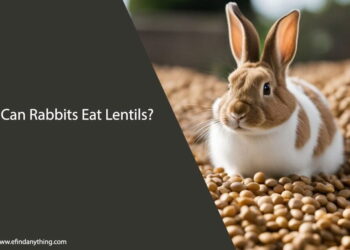 Can Rabbits Eat Lentils?