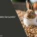 Can Rabbits Eat Lentils?