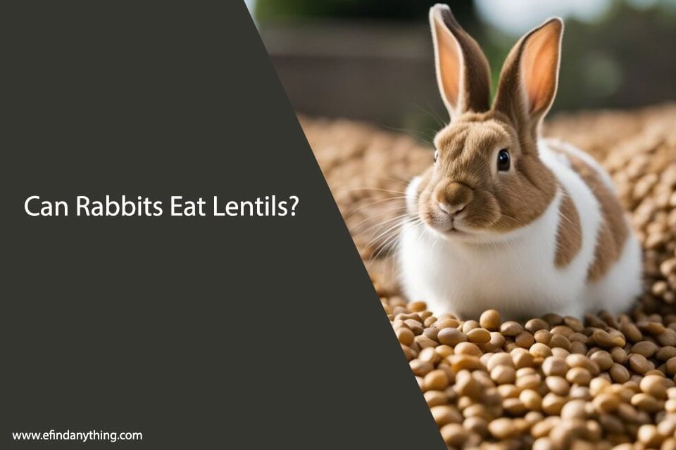 Can Rabbits Eat Lentils?