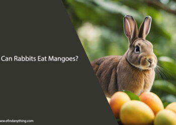 Can Rabbits Eat Mangoes