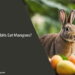 Can Rabbits Eat Mangoes