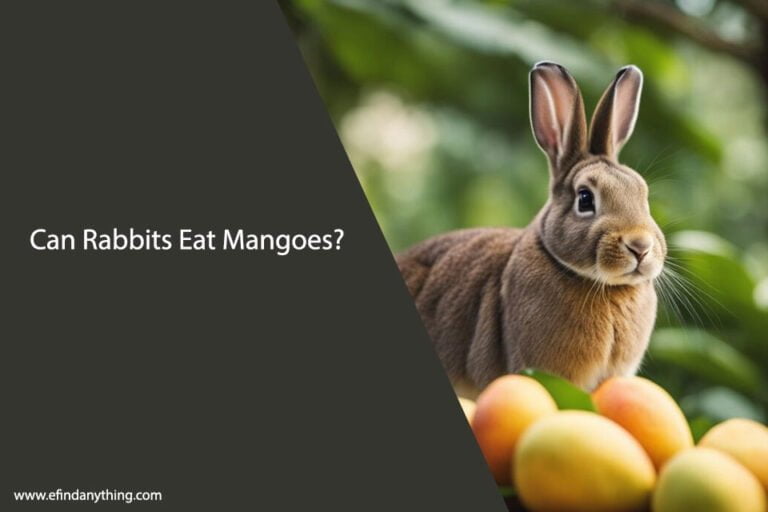 Can Rabbits Eat Mangoes