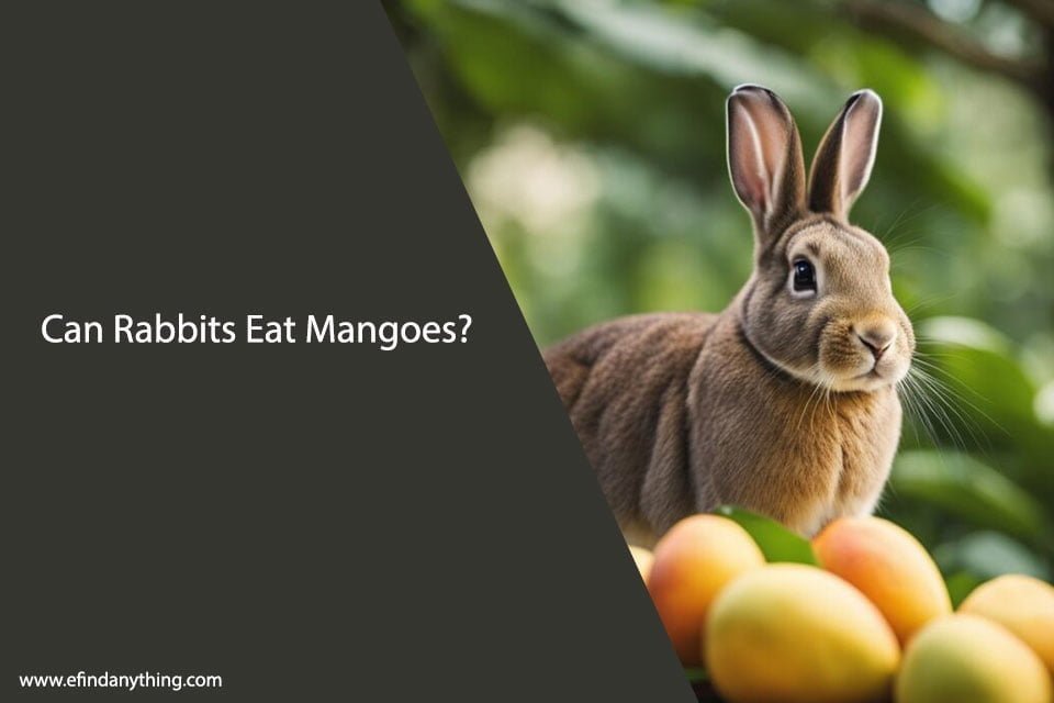 Can Rabbits Eat Mangoes