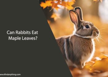 Can Rabbits Eat Maple Leaves