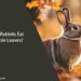 Can Rabbits Eat Maple Leaves