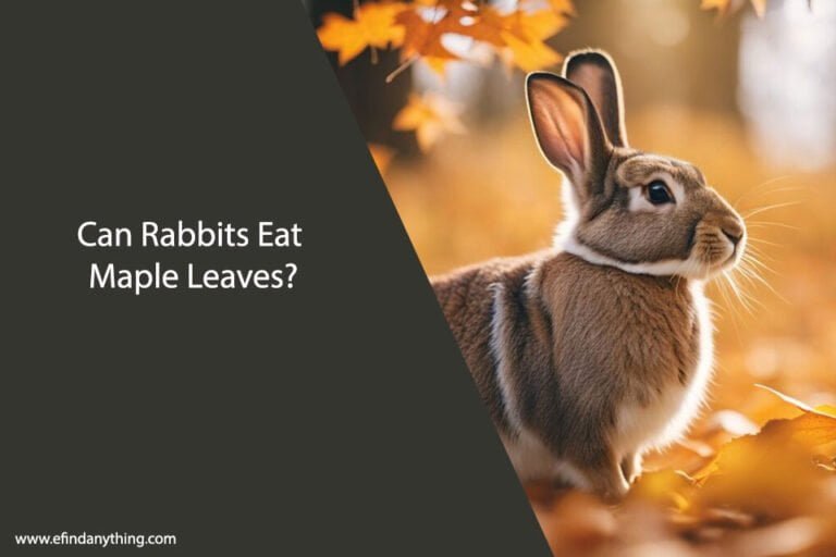 Can Rabbits Eat Maple Leaves