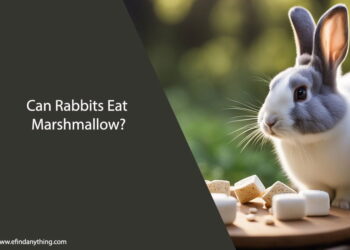 Can Rabbits Eat Marshmallow