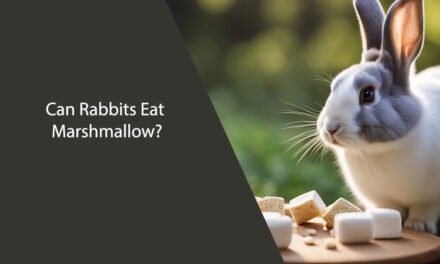 Can Rabbits Eat Marshmallow?