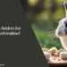 Can Rabbits Eat Marshmallow