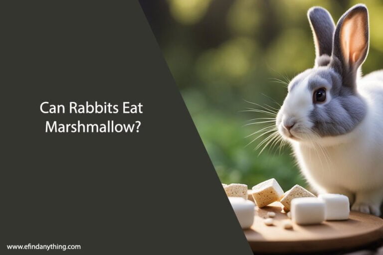 Can Rabbits Eat Marshmallow