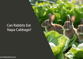 Can Rabbits Eat Napa Cabbage