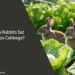 Can Rabbits Eat Napa Cabbage